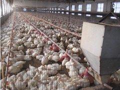 批发养殖水线料线 潍坊哪里有供应口碑好的养殖水线料线,批发养殖水线料线 潍坊哪里有供应口碑好的养殖水线料线生产厂家,批发养殖水线料线 潍坊哪里有供应口碑好的养殖水线料线价格